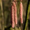 Hazelaar/Hazelnoot (Corylus Avellana 'Rode Zellernoot') -PlantenPracht Winkel corylusrodezellernootv01