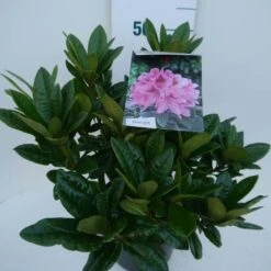 Rhododendron (Rhododendron 'Cosmopolitan') -PlantenPracht Winkel cosmopolitan c5 zij 1