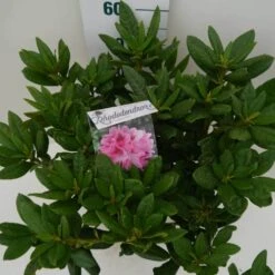 Rhododendron (Rhododendron 'Cosmopolitan') -PlantenPracht Winkel cosmopolitan c7.5 boven