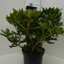 Rhododendron (Rhododendron 'Cosmopolitan') -PlantenPracht Winkel cosmopolitan c7.5 voor