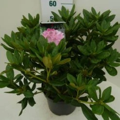 Rhododendron (Rhododendron 'Cosmopolitan') -PlantenPracht Winkel cosmopolitan c7.5 zij 1