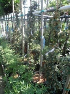 Dwergmispel (Cotoneaster Lacteus) -PlantenPracht Winkel cotoneaster lacteus c10 100 150 1