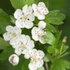 Meidoorn Als Boom (Crataegus Monogyna 'Stricta')