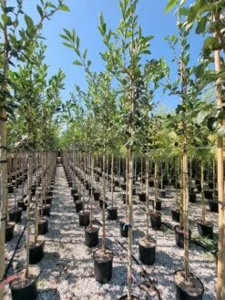 Meidoorn Als Boom (Crataegus Lavallei 'Carrierei') 6 Meidoorn Als Boom (Crataegus Lavallei 'Carrierei') -PlantenPracht Winkel crataegus carreirie 1