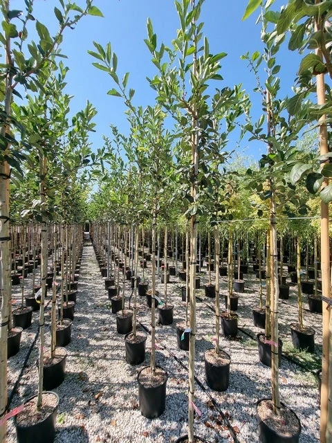 Meidoorn Als Boom (Crataegus Lavallei 'Carrierei') 4 Meidoorn Als Boom (Crataegus Lavallei 'Carrierei') - Afbeelding 2