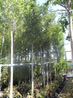 Meidoorn Als Boom (Crataegus Lavallei 'Carrierei') 7 Meidoorn Als Boom (Crataegus Lavallei 'Carrierei') -PlantenPracht Winkel crataegus lavallei carrierei 14 16ho cont 1