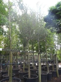 Rode Meidoorn (Crataegus Laevigata 'Paul's Scarlet') -PlantenPracht Winkel crataegus media paul s scarlet 25 30ho c350 1 2