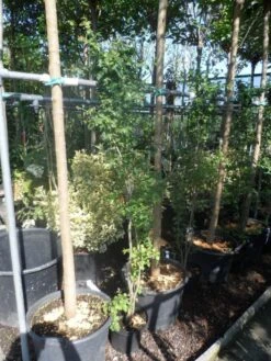 Meidoorn Als Boom (Crataegus Monogyna 'Stricta') -PlantenPracht Winkel crataegus monogyna 125 150 175 c7 1