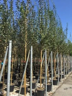 Rode Meidoorn (Crataegus Laevigata 'Paul's Scarlet') -PlantenPracht Winkel crataegus paul scarlet 2