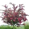 Rode Meidoorn (Crataegus Laevigata 'Paul's Scarlet') 1 Rode Meidoorn (Crataegus Laevigata 'Paul's Scarlet') -PlantenPracht Winkel crataegus x media paul s scarlet01 3
