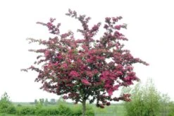 Rode Meidoorn (Crataegus Laevigata 'Paul's Scarlet')