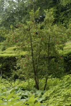 Chileense Lantaarnboom (Crinodendron Hookerianum) -PlantenPracht Winkel crinodendron