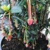 Chileense Lantaarnboom (Crinodendron Hookerianum)