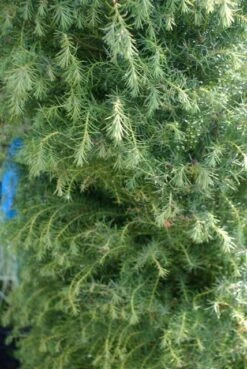 Sikkelden (Cryptomeria Japonica 'Elegans') -PlantenPracht Winkel cryptomeria j. elegans 150 175 c50 pir 3