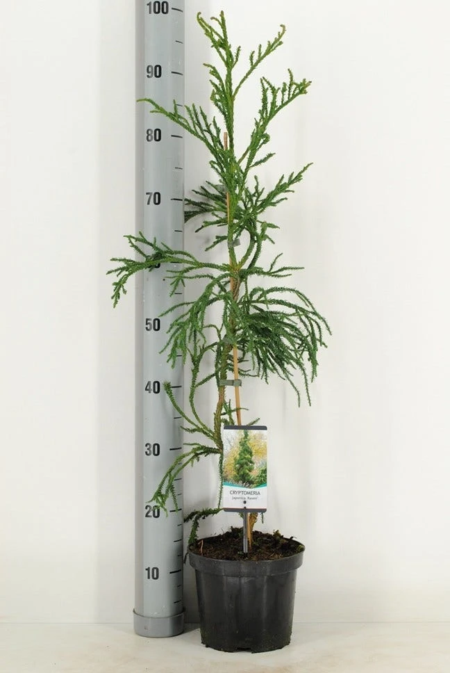 Sikkelden (Cryptomeria Japonica 'Rasen') 3 Sikkelden (Cryptomeria Japonica 'Rasen')