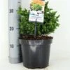 Japanse Dwergcipres (Cryptomeria Japonica 'Vilmoriniana') -PlantenPracht Winkel cryptomeria jap. vilmoriniana c3 m
