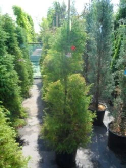 Sikkelden (Cryptomeria Japonica 'Elegans') -PlantenPracht Winkel cryptomeria japonica elegans 125 150 175