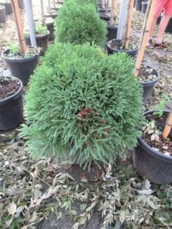 Sikkelden (Cryptomeria Japonica 'Globosa Nana') -PlantenPracht Winkel cryptomeria japonica globosa nana
