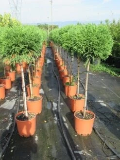 Sikkelden Op Stam (Cryptomeria Japonica 'Globosa Nana') -PlantenPracht Winkel cryptomeria japonica globosa nana 100 cm stam 2
