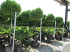 Sikkelden Op Stam (Cryptomeria Japonica 'Globosa Nana') 10 Sikkelden Op Stam (Cryptomeria Japonica 'Globosa Nana') -PlantenPracht Winkel cryptomeria japonica globosa nana 2