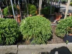 Sikkelden (Cryptomeria Japonica 'Globosa Nana') -PlantenPracht Winkel cryptomeria japonica globosa nana 30 40 50 cont 1