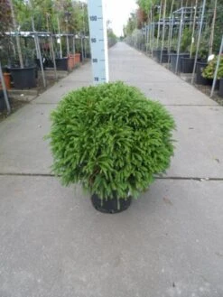 Sikkelden (Cryptomeria Japonica 'Globosa Nana') -PlantenPracht Winkel cryptomeria japonica globosa nana 50 60 c20