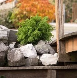 Japanse Dwergcipres (Cryptomeria Japonica 'Vilmoriniana') 5 Japanse Dwergcipres (Cryptomeria Japonica 'Vilmoriniana') -PlantenPracht Winkel cryptomeria japonica vilmoriniana