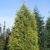 Gele Haagconifeer (Cupressocyparis Leylandii 'Gold Rider') -PlantenPracht Winkel culgride 10
