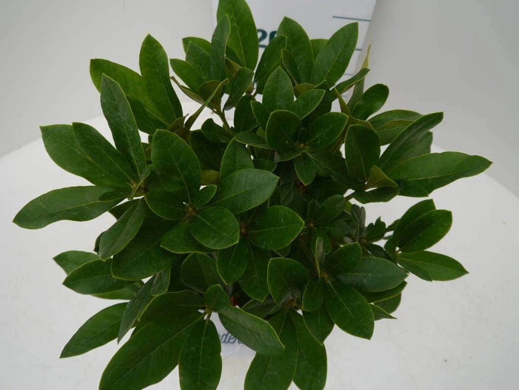 Rhododendron (Rhododendron 'Cunningham White') 7 Rhododendron (Rhododendron 'Cunningham White') - Afbeelding 5