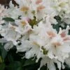 Rhododendron (Rhododendron 'Cunningham White') 1 Rhododendron (Rhododendron 'Cunningham White') -PlantenPracht Winkel cunninghamwhite01