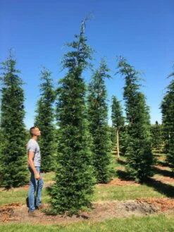 Grote Snelgroeiende Conifeer (Cupressocyparis Leylandii) -PlantenPracht Winkel cup leijlandi 400450 2