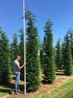 Grote Snelgroeiende Conifeer (Cupressocyparis Leylandii) -PlantenPracht Winkel cup leijlandii 450500