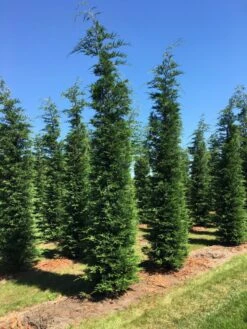 Grote Snelgroeiende Conifeer (Cupressocyparis Leylandii) -PlantenPracht Winkel cup leijlandii 500550 2