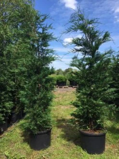 Grote Snelgroeiende Conifeer (Cupressocyparis Leylandii) -PlantenPracht Winkel cupressocyparis lelandii h200 250 1