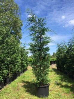 Grote Snelgroeiende Conifeer (Cupressocyparis Leylandii) -PlantenPracht Winkel cupressocyparis lelandii h250 300 3 2