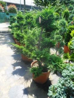 Cupressocyparis Als Bonsai (Cupressocyparis Leylandii 'Castlewellan Gold' ) -PlantenPracht Winkel cupressocyparis leylandii bonsai 100 125 c70 1