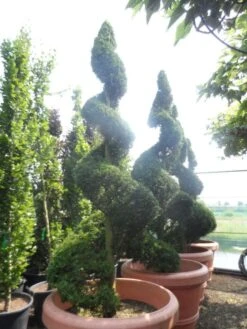 Leylandii Als Spiraal (Cupressocyparis Leylandii) 5 Leylandii Als Spiraal (Cupressocyparis Leylandii) -PlantenPracht Winkel cupressocyparis leylandii castlewellan gold spiraal 250 300 c500 extra