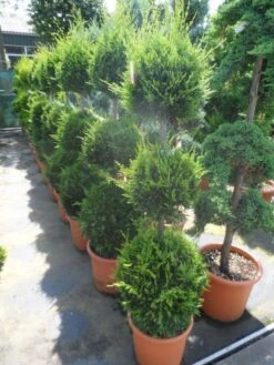 Cupressocyparis, Triobol (Cupressocyparis Leylandii 'Castlewellan Gold') -PlantenPracht Winkel cupressocyparis leylandii castlewellan gold triobol 125 150 175 c25