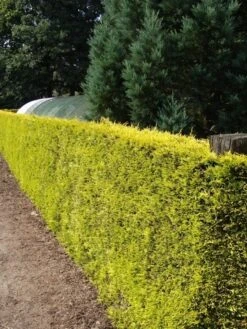 Gele Haagconifeer (Cupressocyparis Leylandii 'Gold Rider') -PlantenPracht Winkel cupressocyparis leylandii gold rider 1