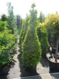 Gele Haagconifeer (Cupressocyparis Leylandii 'Gold Rider') -PlantenPracht Winkel cupressocyparis leylandii goldrider 175 200 1 1