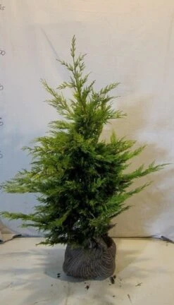 Gele Haagconifeer (Cupressocyparis Leylandii 'Gold Rider') -PlantenPracht Winkel cupressulgoldrider080 100 1 1