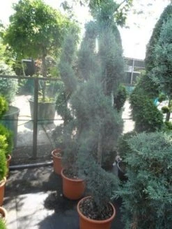 Cipres Als Spiraal (Cupressus Arizonica 'Glauca') -PlantenPracht Winkel cupressus arizonica glauca spiraal 175 200 c25