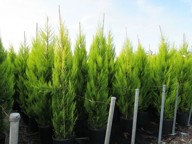 Cipres Kamerconifeer (Cupressus Macrocarpa 'Goldcrest') 6 Cipres Kamerconifeer (Cupressus Macrocarpa 'Goldcrest') - Afbeelding 4