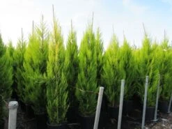 Cipres Kamerconifeer (Cupressus Macrocarpa 'Goldcrest') -PlantenPracht Winkel cupressus macrocarpa goldcrest