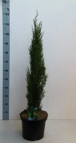 Italiaanse Cipres (Cupressus Sempervirens 'Totem') 9 Italiaanse Cipres (Cupressus Sempervirens 'Totem') -PlantenPracht Winkel cupressus semp totem 80 100 cm co. 10l kopie 2 1