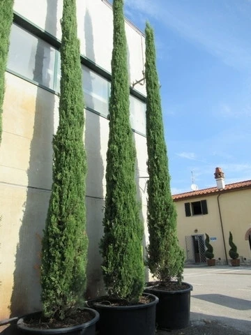 Italiaanse Cypres (Cupressus Sempervirens 'Stricta') 22 Italiaanse Cypres (Cupressus Sempervirens 'Stricta') - Afbeelding 20