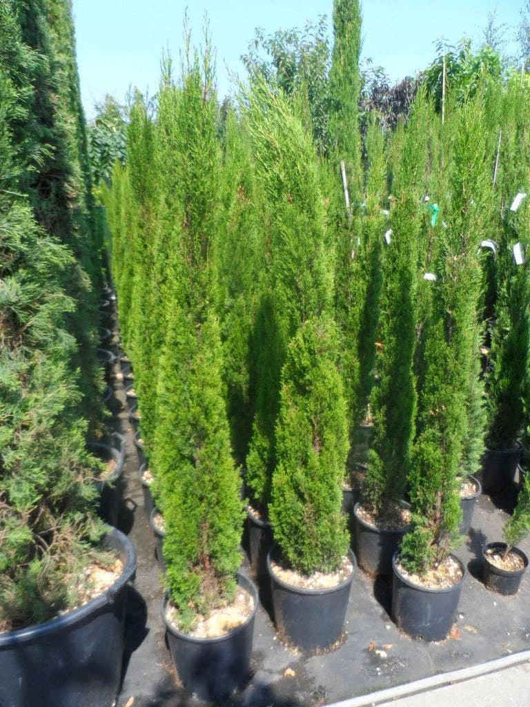 Italiaanse Cipres (Cupressus Sempervirens 'Totem') 5 Italiaanse Cipres (Cupressus Sempervirens 'Totem') - Afbeelding 3