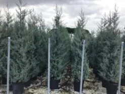 Cipres (Cupressus Arizonica 'Glauca') -PlantenPracht Winkel cupressusarizonicaglauca