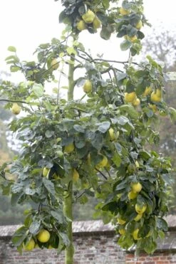 Kweepeer (Cydonia Oblonga 'Rea's Mammoth') -PlantenPracht Winkel cydonia oblonga01 1 1