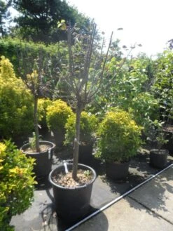 Kweepeer (Cydonia Oblonga) 13 Kweepeer (Cydonia Oblonga) -PlantenPracht Winkel cydonia oblonga halfstam 14 16 18 1